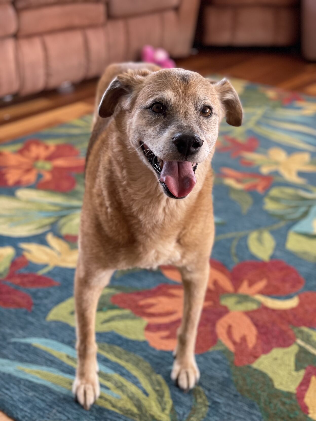 pets and cancer
